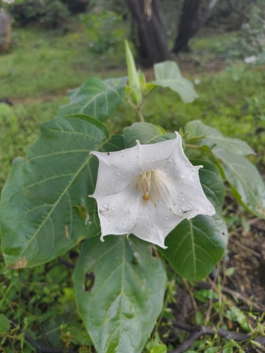 downy thorn-apple