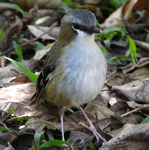 Grey-headed Robin