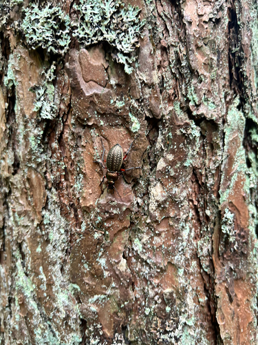 Carabus cancellatus