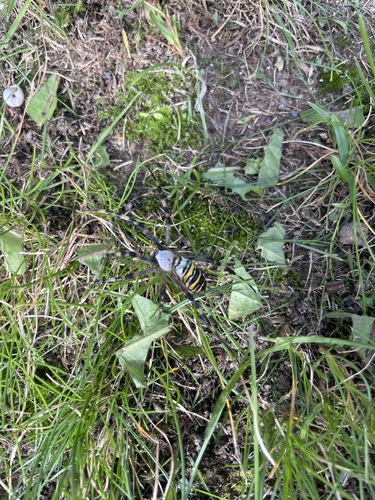 Wasp Spider