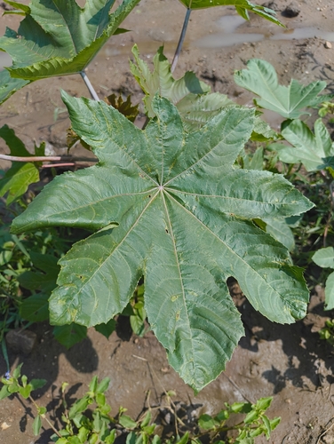 castor bean