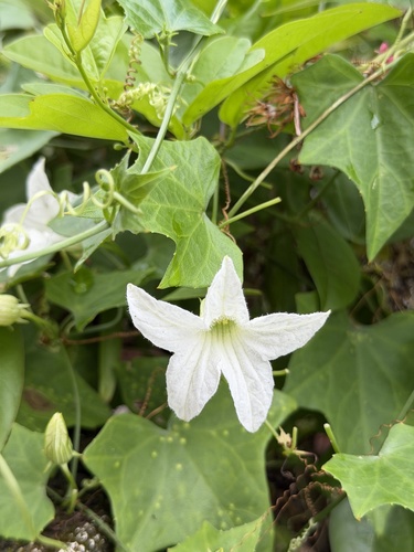 Ivy gourd