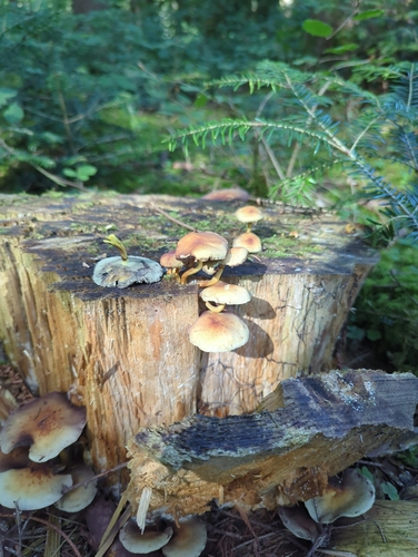 Sulphur Tuft