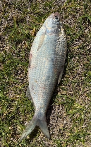 Bony Bream