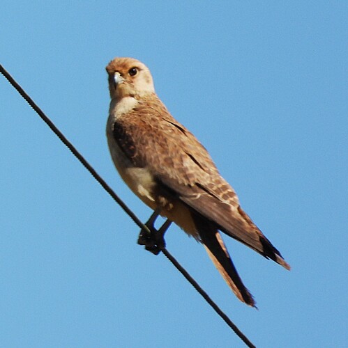 Brown Falcon