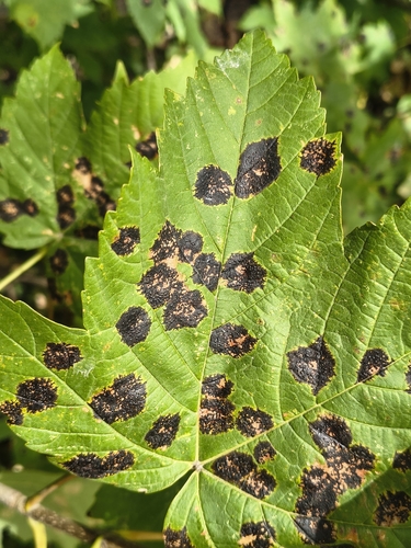 Black Tar Spot