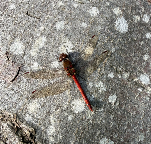 Common Darter