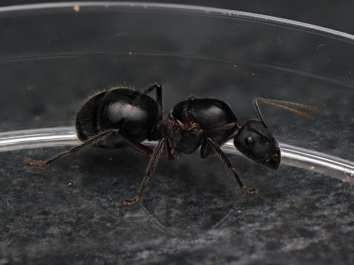Giant Sugar Ant