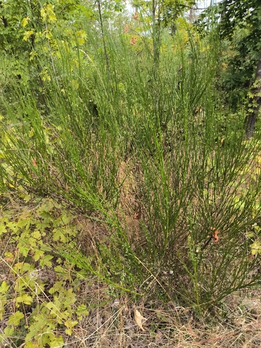 Scotch Broom