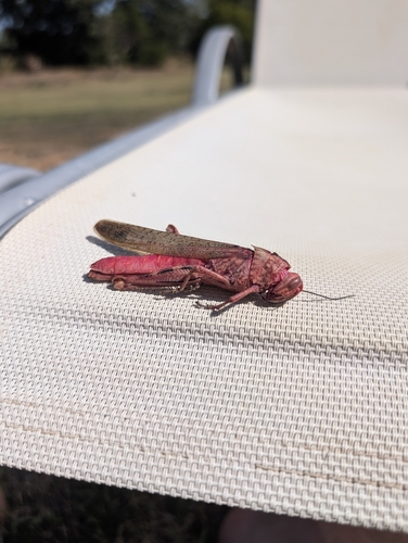 Egyptian Bird Grasshopper