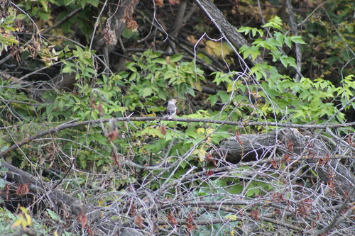 Hawfinch