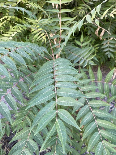 tree-of-heaven