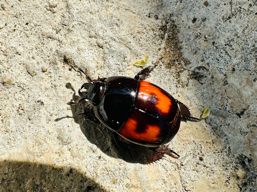 Hister quadrimaculatus