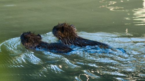 Coypu