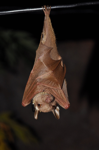 Peter's Dwarf Epauletted Fruit Bat