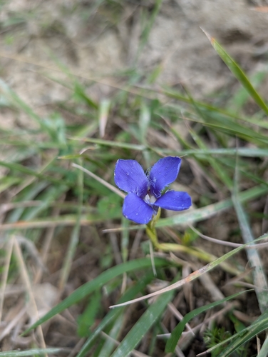 Fringe-flowered Gentian