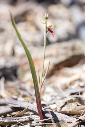 Purple Beard Orchid