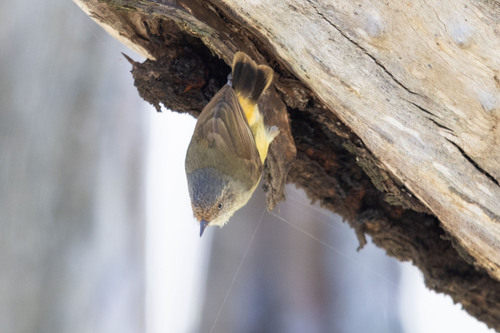 Buff-rumped Thornbill
