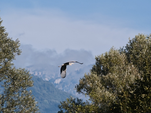 Grey Heron