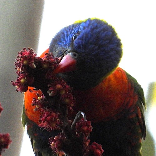 Rainbow Lorikeet