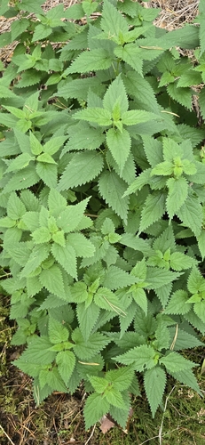 great stinging nettle
