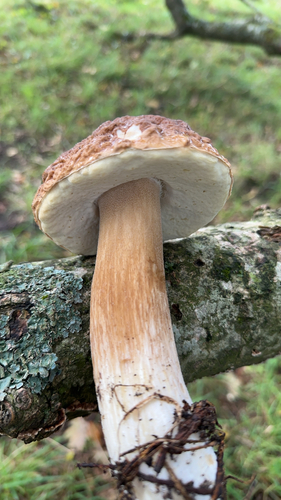 King Bolete