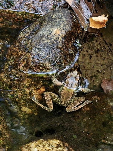 Iberian Frog