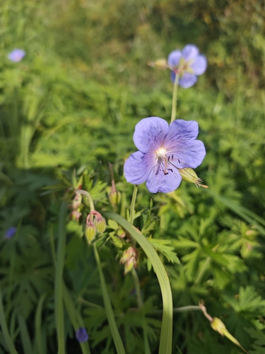 Meadow Crane's-bill