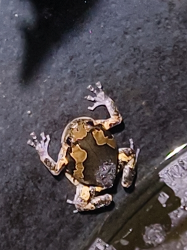 Asian Painted Frog