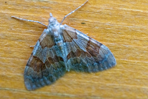 Pine Carpet