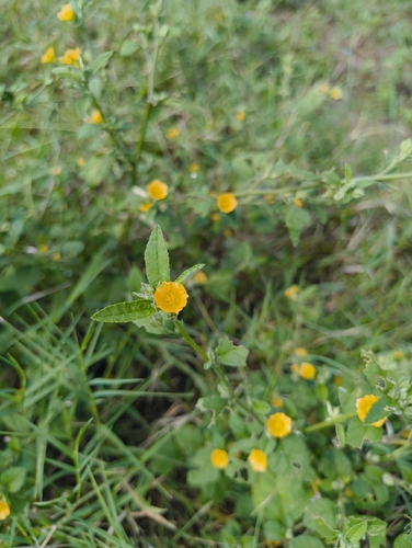 Spinyhead Sida