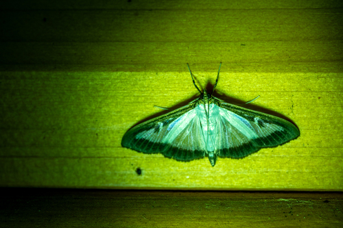 Box Tree Moth