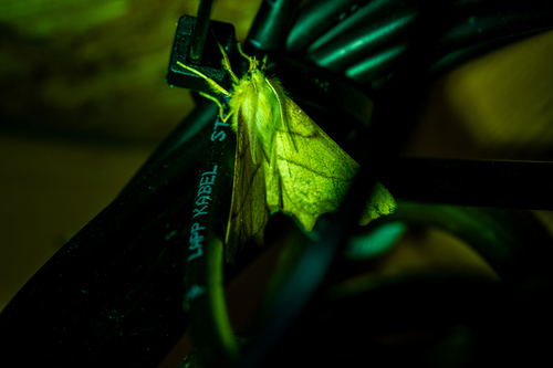 September Thorn