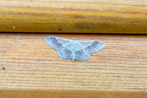 Riband Wave