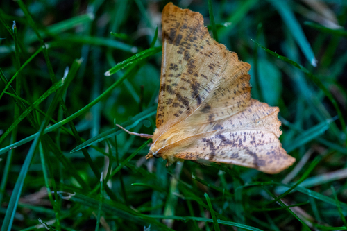Large Thorn
