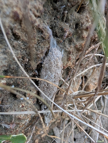 Purseweb Spider