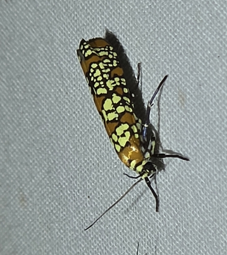 Ailanthus Webworm Moth