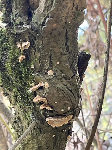 hairy curtain crust