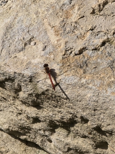 Common Darter