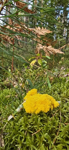 Dog Vomit Slime Mold