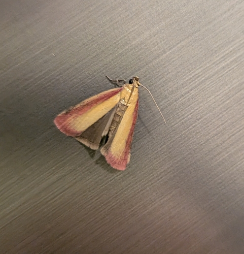Rosy-striped Knot-horn
