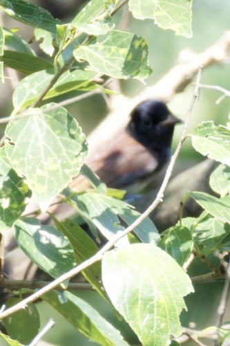 Black Paradise-Flycatcher
