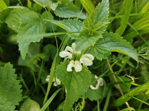 White deadnettle