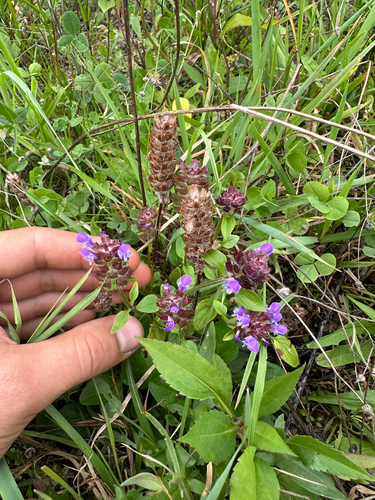 common selfheal