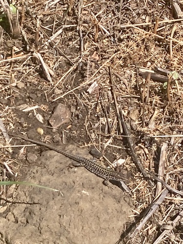 Italian Wall Lizard