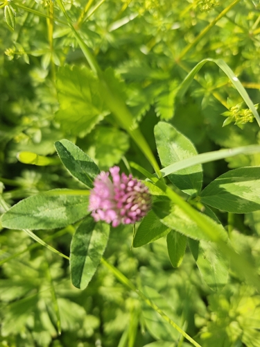Red Clover