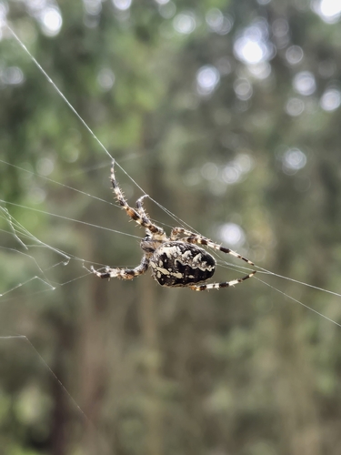 Cross Orbweaver