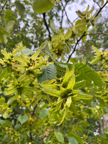 European Hornbeam