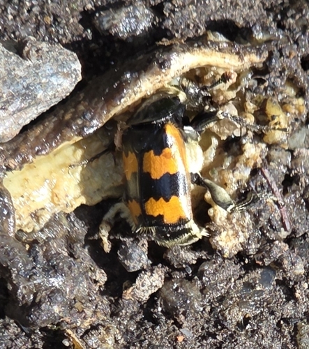 Vespillo Burying Beetle
