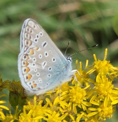Common Blue